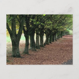 Spazieren Sie durch den Wald Postkarte