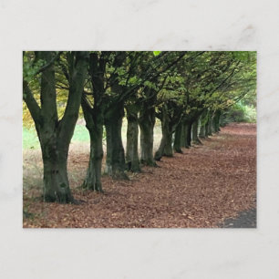 Spazieren Sie durch den Wald Postkarte