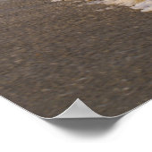 Spazieren Sie entlang des St Pete Beach Poster (Ecke)