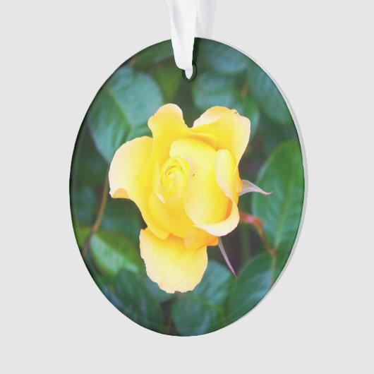 Spaziergang auf Sonnenschein Rose #1 Ornament (Vorderseite)