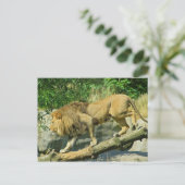 Spaziergang durch den Plank Postkarte (Stehend Vorderseite)