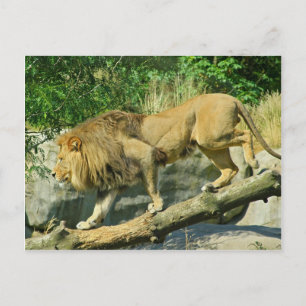 Spaziergang durch den Plank Postkarte