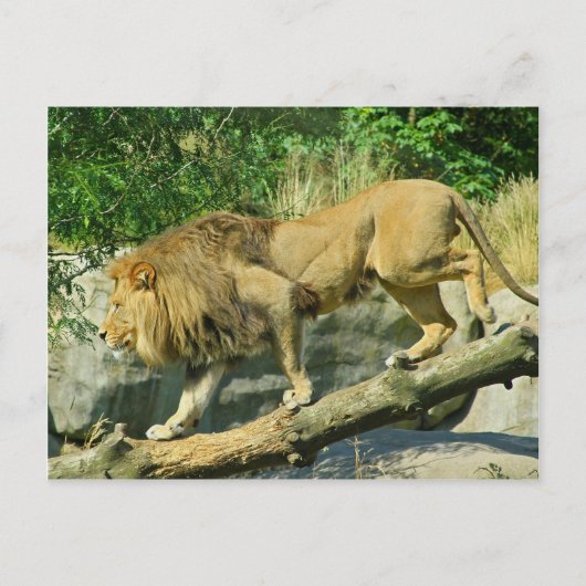 Spaziergang durch den Plank Postkarte (Vorderseite)