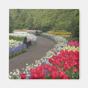 Spaziergang durch Tulpen, Narzissen und Magnet