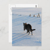 Spaziergang im Cornfield Postkarte (Vorne/Hinten)