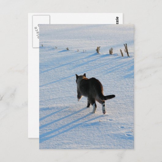 Spaziergang im Cornfield Postkarte (Vorne/Hinten)