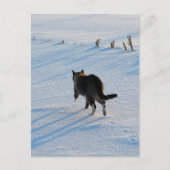Spaziergang im Cornfield Postkarte (Vorderseite)
