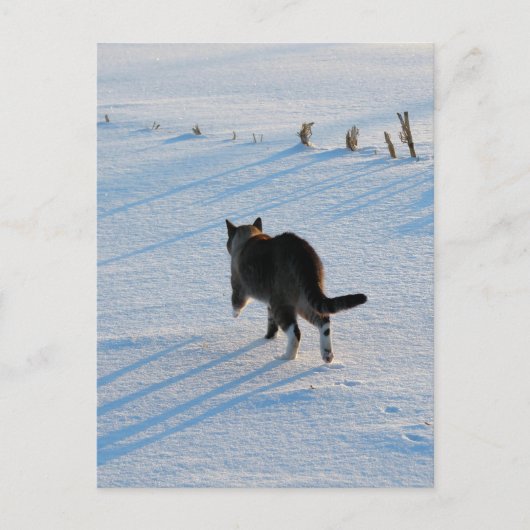 Spaziergang im Cornfield Postkarte (Vorderseite)