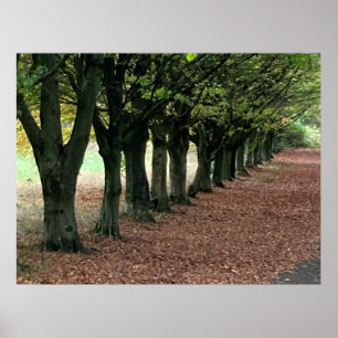 Spaziergang im Wald  Poster