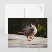 Spaziergang Postkarte (Vorne/Hinten)