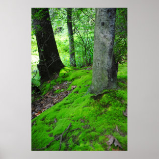 Spaziergänge im Nimisilla-Wald mit Bäumen Poster