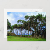 Spaziergänge zu Palmen in Hawaii Postkarte (Vorne/Hinten)