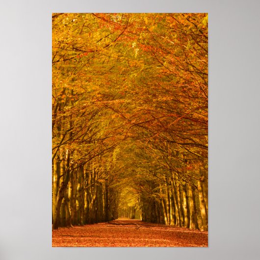 Spazierweg durch den Wald in Herbstposter Poster (Vorne)