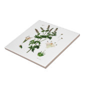 Spearmint Botanischer Zeichn Fliese (Seite)