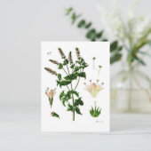 Spearmint Botanischer Zeichn Postkarte (Stehend Vorderseite)