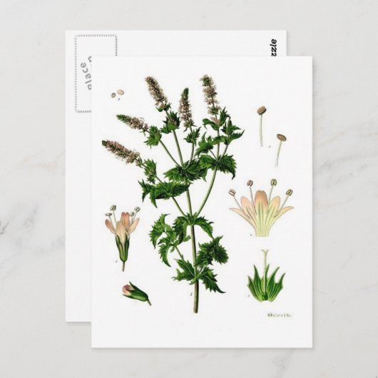 Spearmint Botanischer Zeichn Postkarte (Vorne/Hinten)