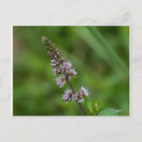 Spearmint Lila Wildblume Florale Postkarte
