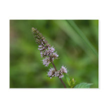Spearmint Lila Wildblume Florale Postkarte
