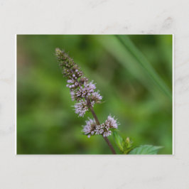 Spearmint Lila Wildblume Florale Postkarte