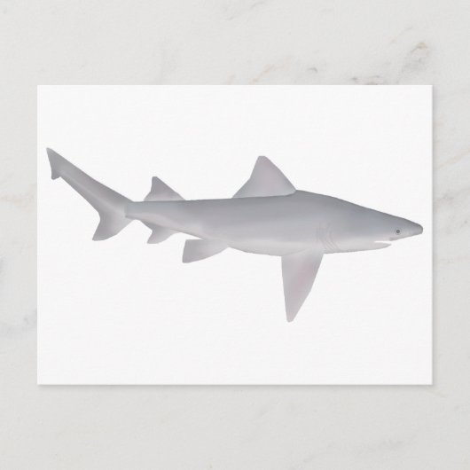 Spearzahnhai Postkarte (Vorderseite)