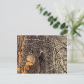Specht im Baum Postkarte (Stehend Vorderseite)