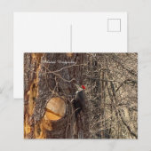 Specht im Baum Postkarte (Vorne/Hinten)