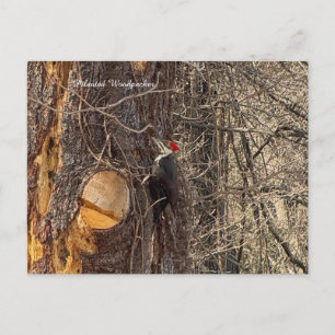 Specht im Baum Postkarte