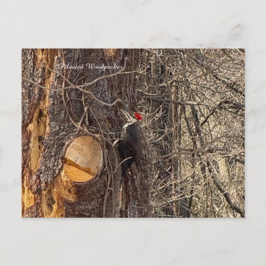 Specht im Baum Postkarte (Vorderseite)