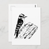 Specht Postkarte (Vorne/Hinten)
