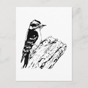 Specht Postkarte