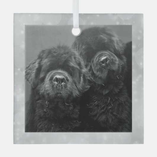 Special Order Two Newfs Glass Ornament (Vorderseite)