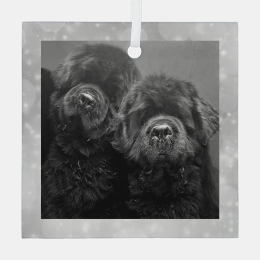 Special Order Two Newfs Glass Ornament (Rückseite)