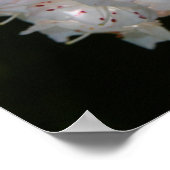 Specklatschas Poster (Ecke)