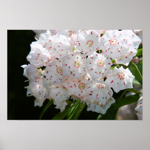 Specklatschas Poster