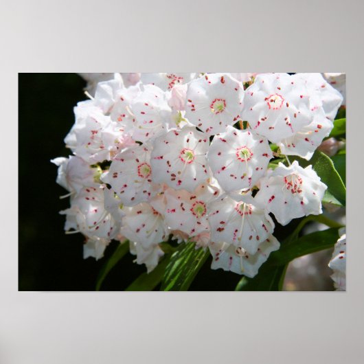Specklatschas Poster (Vorne)