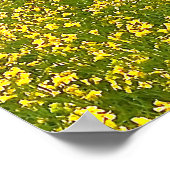 Speckle Park Rinder unter Regendusche, Sonnenunter Poster (Ecke)