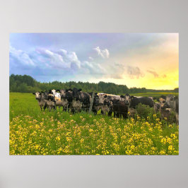 Speckle Park Rinder unter Regendusche, Sonnenunter Poster