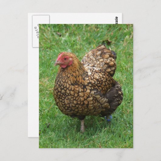 Speckled Chicken Postcard Postkarte (Vorne/Hinten)