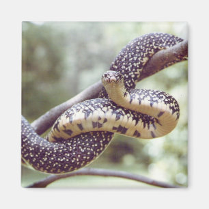 Speckled King Snake Magnet