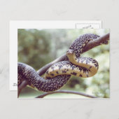 Speckled King Snake Postcard Postkarte (Vorne/Hinten)