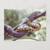 Speckled King Snake Postcard Postkarte (Vorderseite)