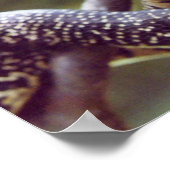 Speckled King Snake Poster (Ecke)