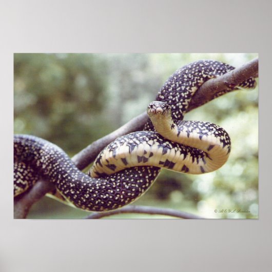 Speckled King Snake Poster (Vorne)