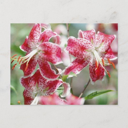 Speckled & Red! Postkarte (Vorderseite)