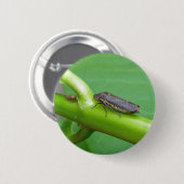 Speckled Sharpshooter Leaf Hopper Items Button (Vorne & Hinten)