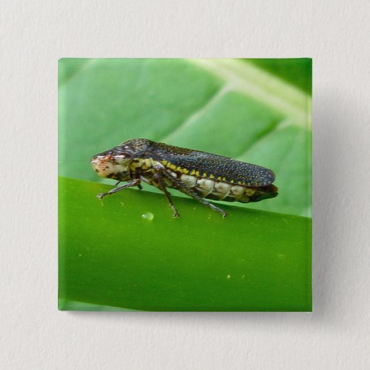 Speckled Sharpshooter Leaf Hopper Items Button (Vorderseite)