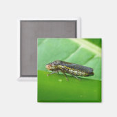 Speckled Sharpshooter Leaf Hopper Items Magnet (Vorderseite/Rückseite)