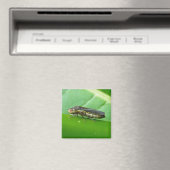 Speckled Sharpshooter Leaf Hopper Items Magnet (In Situ (Geschirrspüler))
