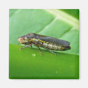 Speckled Sharpshooter Leaf Hopper Items Magnet
