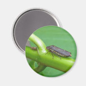 Speckled Sharpshooter Leaf Hopper Items Magnet (Vorderseite/Rückseite)